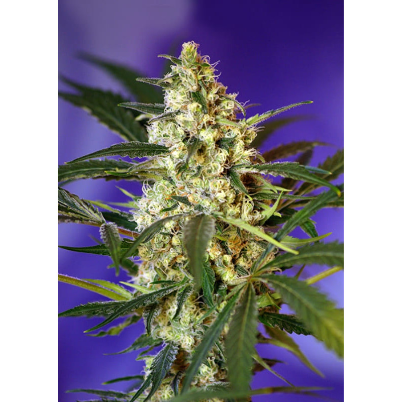 Fast Bud 2 - Autofloraison - Sweet Seeds