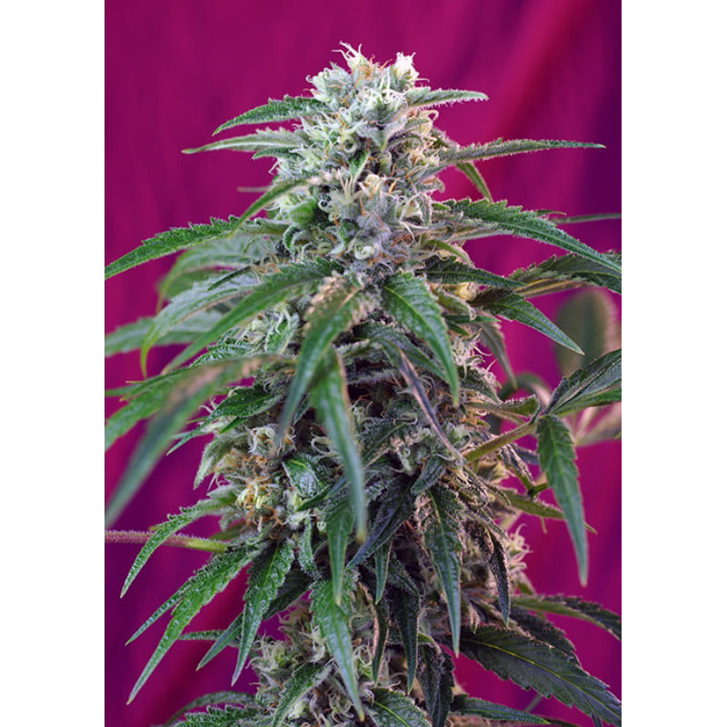 Green Poison Auto - Sweet Seeds - Graines de Collection Green Poison Auto - Sweet Seeds - Graines de Collection