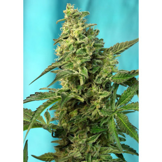 Green Poison F1 Fast Version - Féminisée - Sweet Seeds