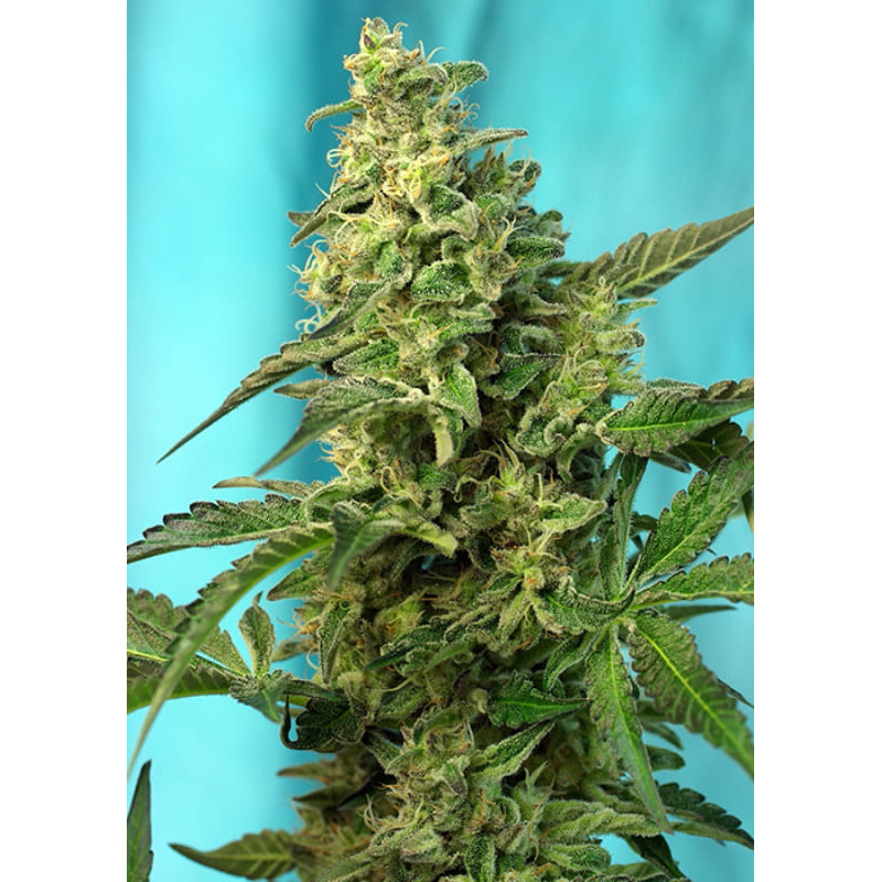 Green Poison F1 Fast Version - Féminisée - Sweet Seeds