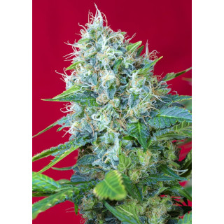 Green Poison - Féminisée - Sweet Seeds
