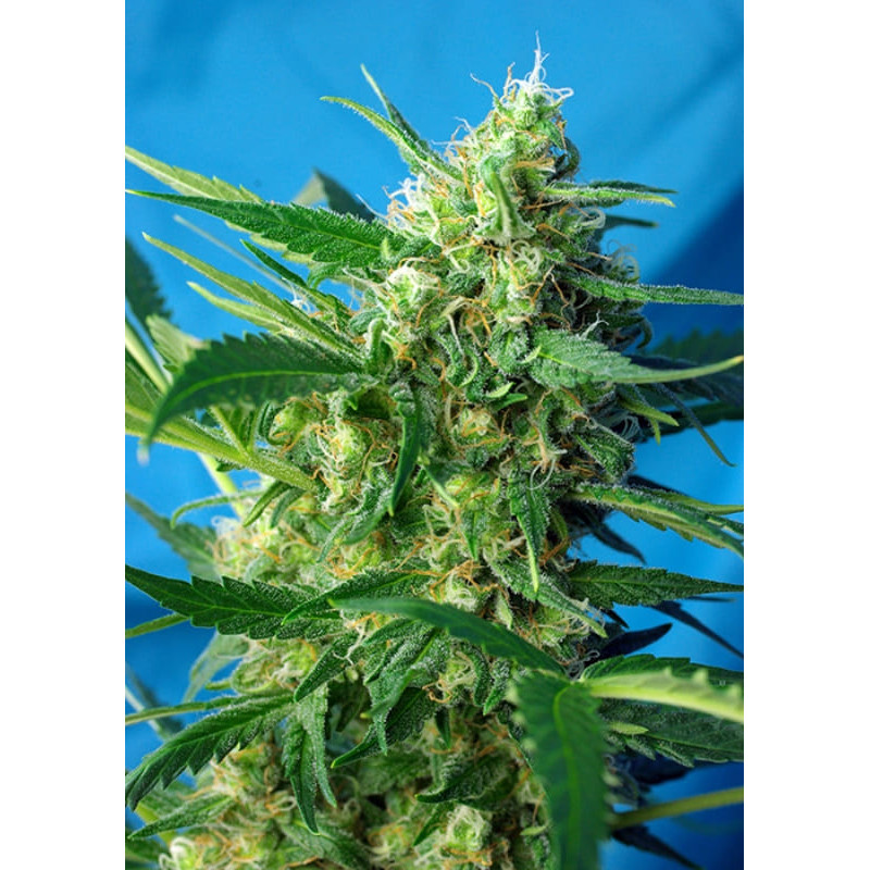 Ice Cool Auto - Sweet Seeds Graines de Collection Ice Cool Auto - Sweet Seeds Graines de Collection