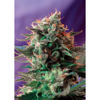 Jack 47 F1 Fast version - Féminisée - Sweet Seeds