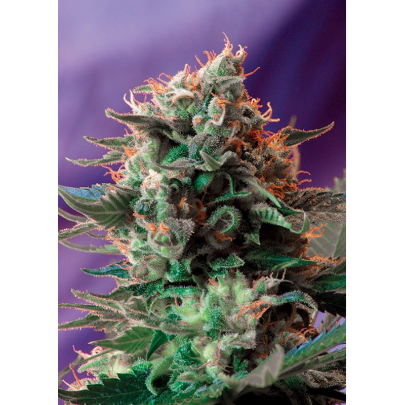 Jack 47 F1 Fast version - Féminisée - Sweet Seeds - Graines de Collection Jack 47 F1 Fast version - Féminisée - Sweet Seeds - Graines de Collection