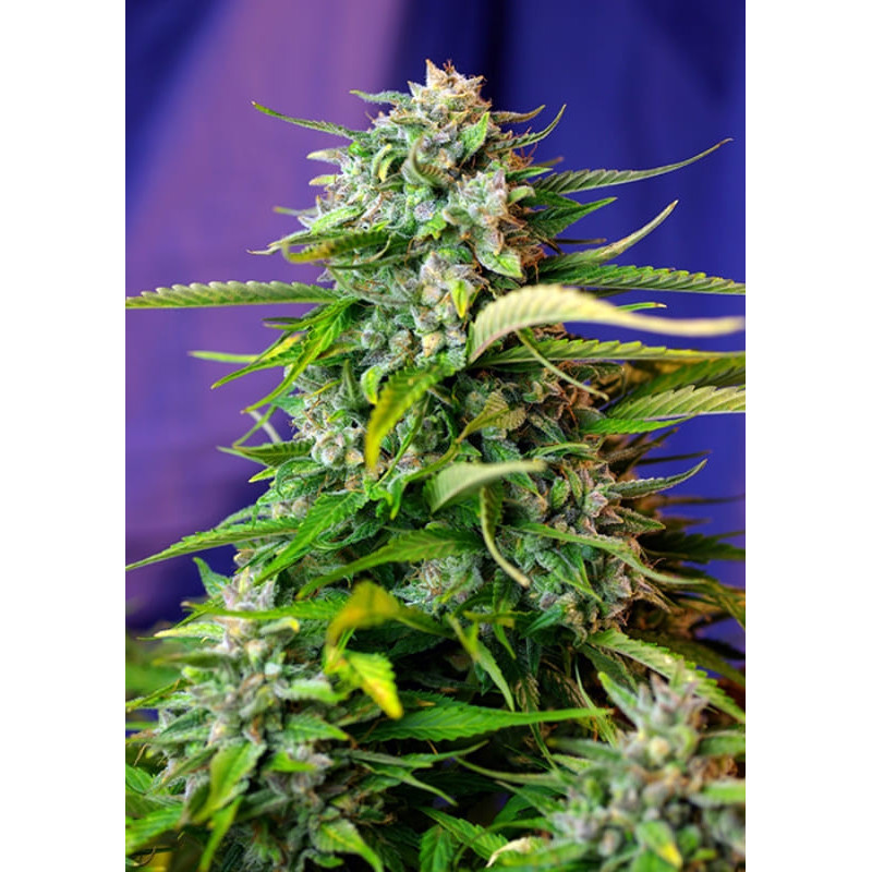 Jack 47 - Autofloraison - Sweet Seeds