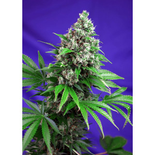 Killer Kush F1 Fast Version - Féminisée - Sweet Seeds