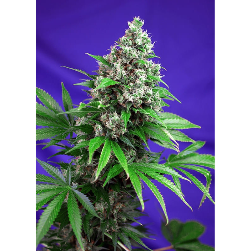 Killer Kush F1 Fast Version - Féminisée - Sweet Seeds - Graines de Collection Killer Kush F1 Fast Version - Féminisée - Sweet Seeds - Graines de Collection