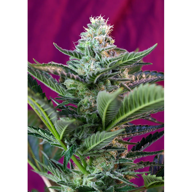 Mohan Ram - Autofloraison - Sweet Seeds
