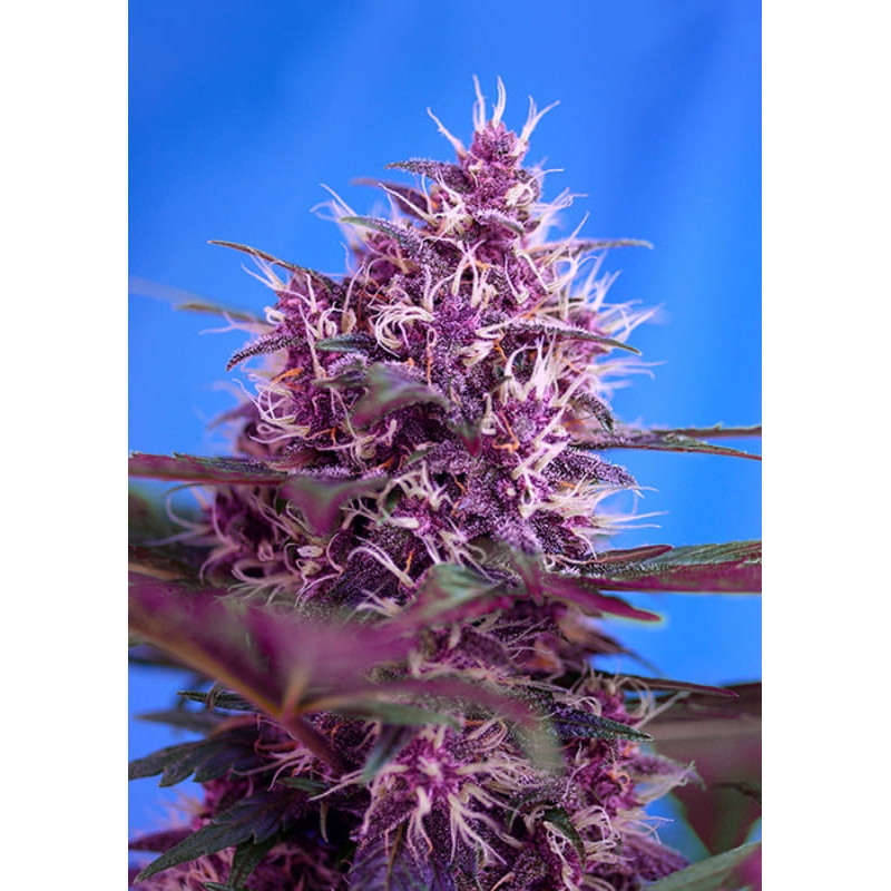 Red Poison Auto - Sweet Seeds - Graines de Collection Red Poison Auto - Sweet Seeds - Graines de Collection