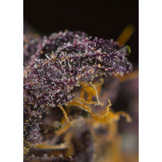 Red Poison - Autofloraison - Sweet Seeds