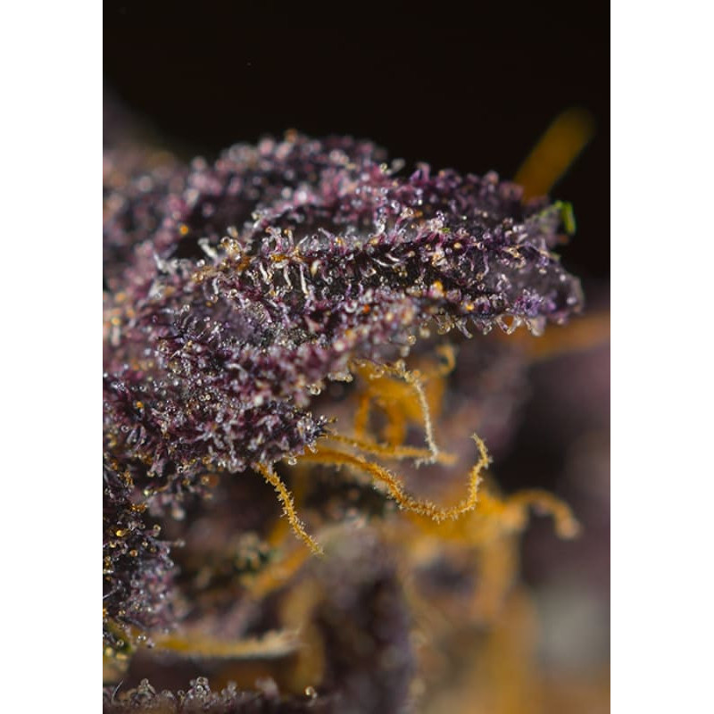 Red Poison Auto - Sweet Seeds - Graines de Collection Red Poison Auto - Sweet Seeds - Graines de Collection