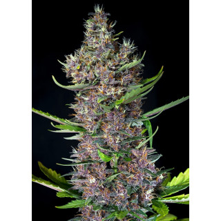 Red Poison - Autofloraison - Sweet Seeds
