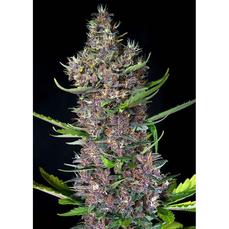 Red Poison Auto - Sweet Seeds - Graines de Collection Red Poison Auto - Sweet Seeds - Graines de Collection