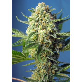 S.A.D Sweet Afgani Delicious - Autofloraison - Sweet Seeds