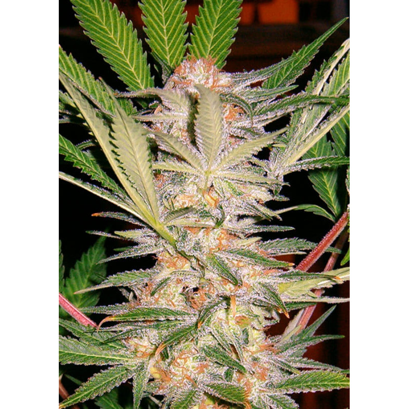 S.A.D Sweet Afgani Delicious F1 Fast Version - Féminisée - Sweet seeds - Graines de Collection S.A.D Sweet Afgani Delicious F1 Fast Version - Féminisée - Sweet seeds - Graines de Collection