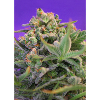 Sweet Cheese - Féminisée - Sweet Seeds