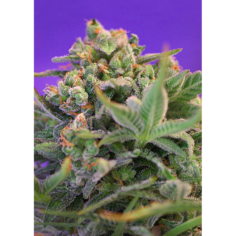 Sweet Cheese - Féminisée - Sweet Seeds
