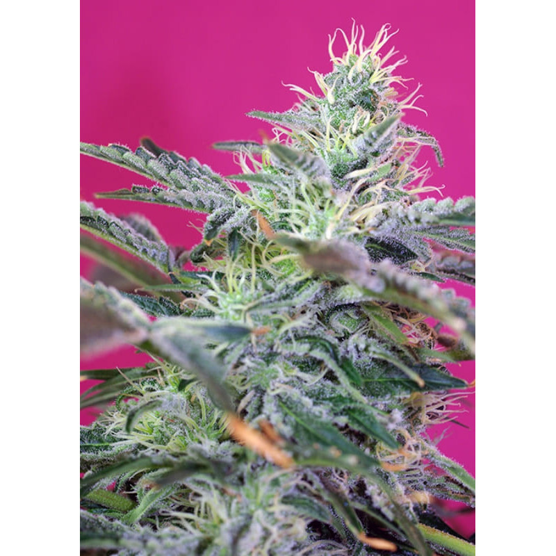 Sweet Cheese - Autofloraison - Sweet Seeds