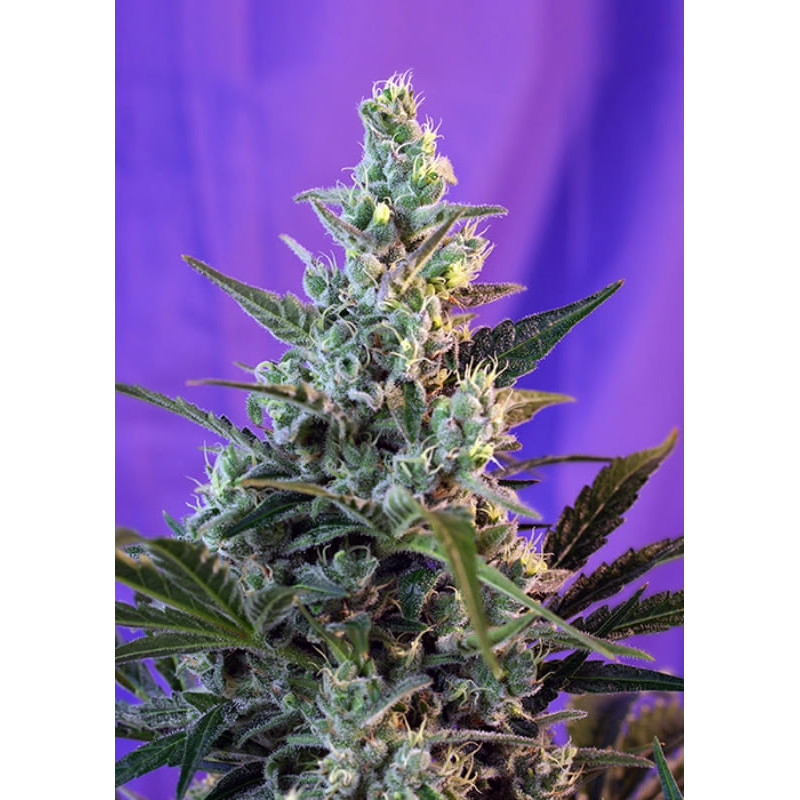 Sweet Skunk - Autofloraison - Sweet Seeds