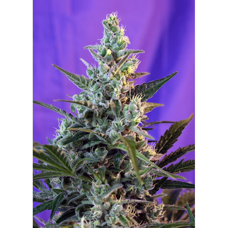 Sweet Skunk F1 Fast Version - Féminisée - Sweet Seeds - Graines de Collection Sweet Skunk F1 Fast Version - Féminisée - Sweet Seeds - Graines de Collection