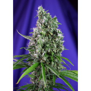 Sweet Trainwreck - Autofloraison - Sweet Seeds