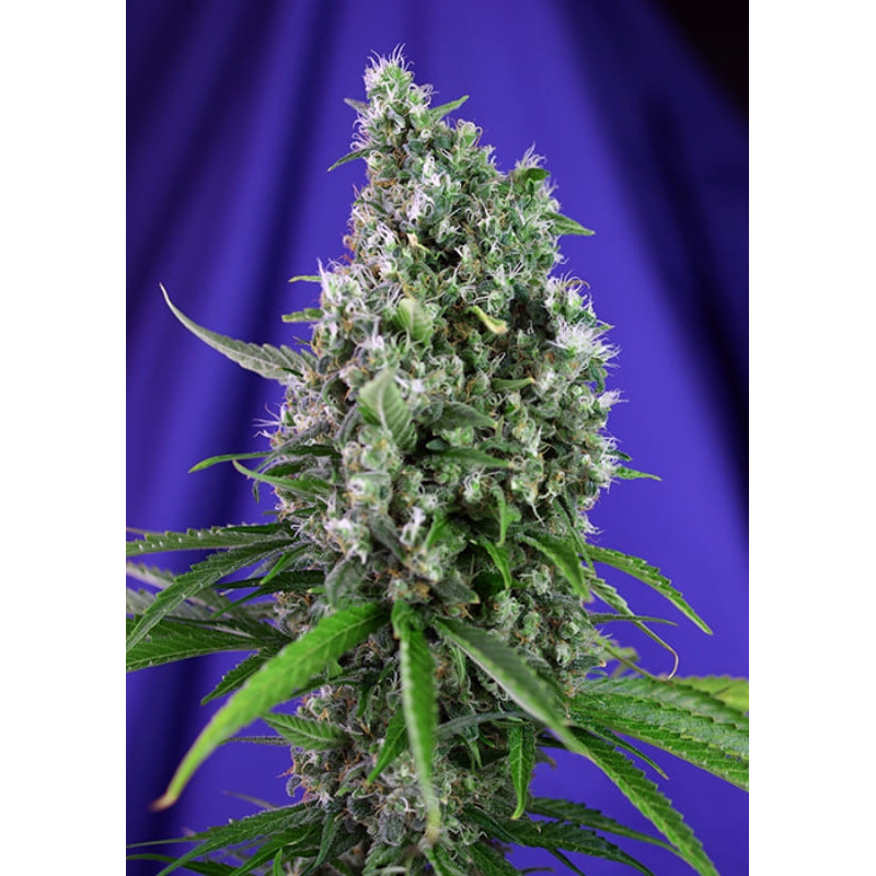 Sweet Trainwreck - Autofloraison - Sweet Seeds
