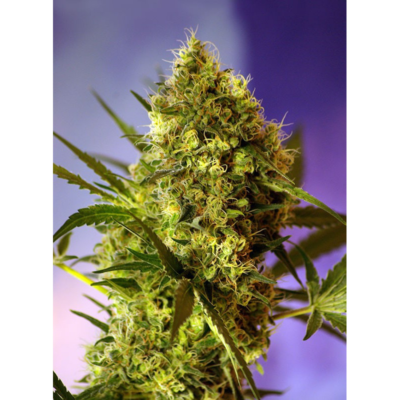 Big Devil 2 -  Autofloraison - Sweet Seeds