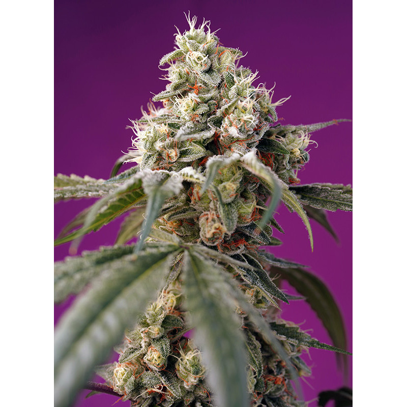 Bruce Banner - Autofloraison - Sweet Seeds