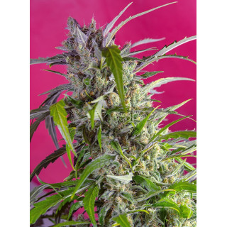 Crystal Candy - Autofloraison - Sweet Seeds