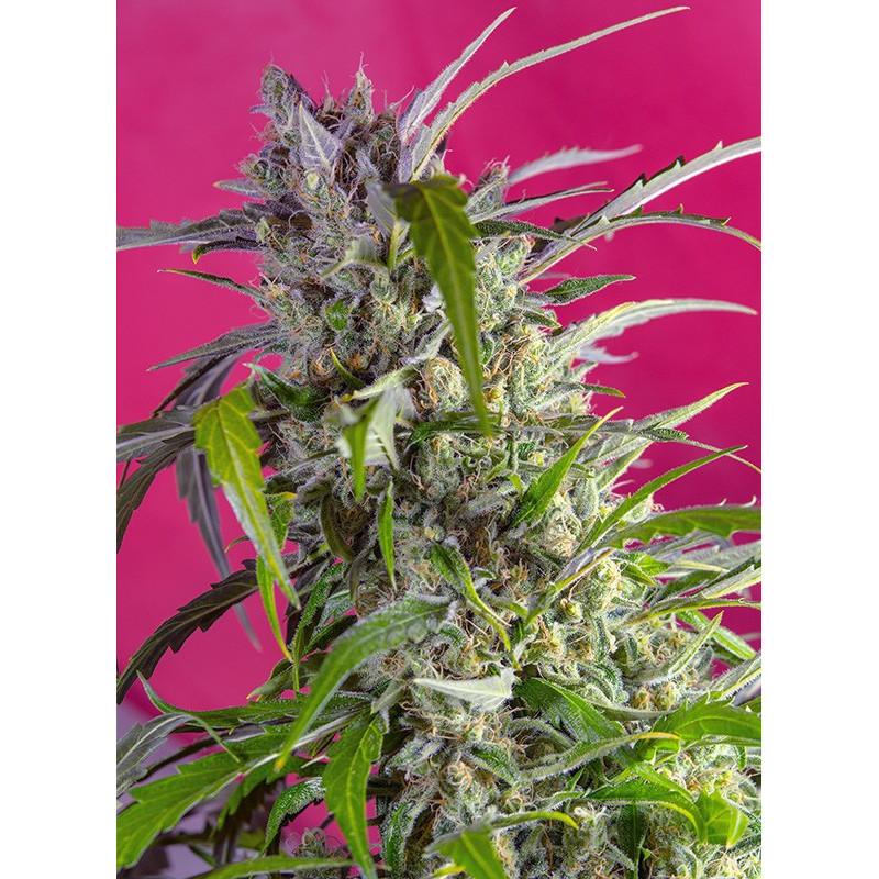 Crystal Candy - Autofloraison - Sweet Seeds
