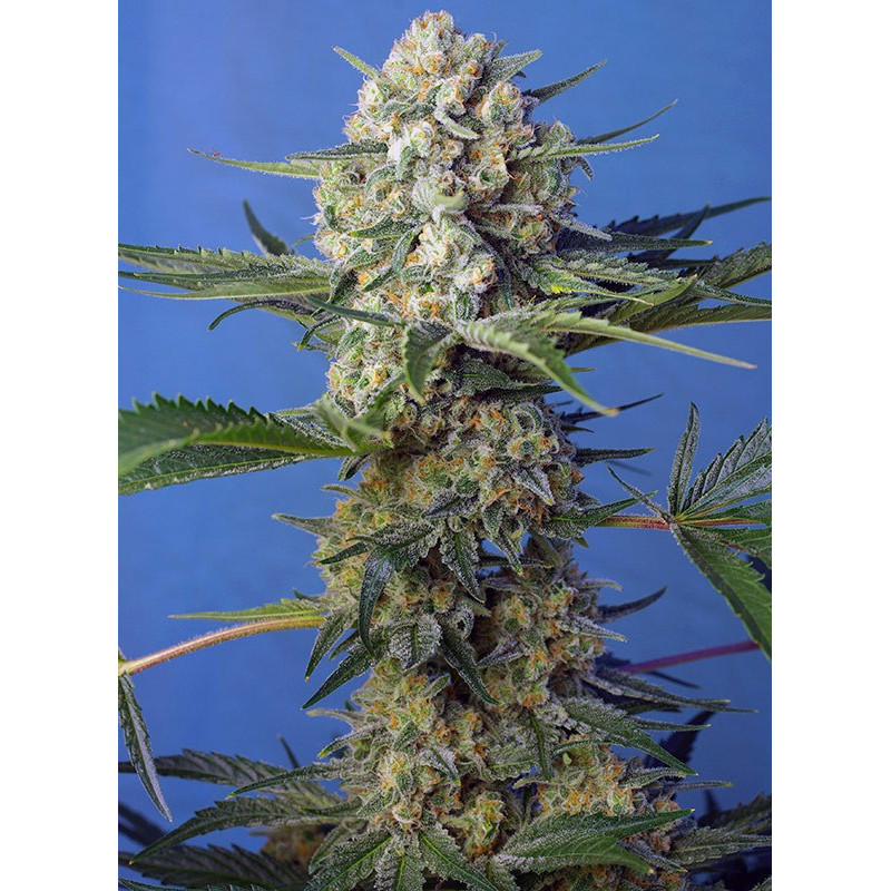 Crystal Candy F1 Fast Version - Féminisée - Sweet Seeds