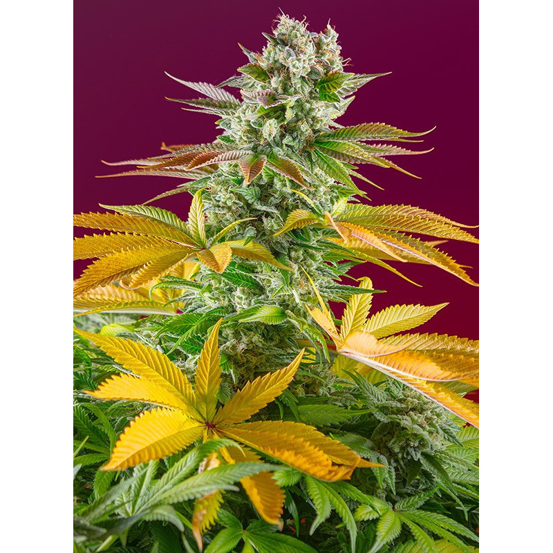 Gorilla Girl F1 Fast Version - Féminisée - Sweet Seeds