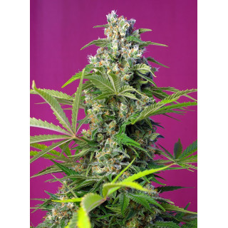 Gorilla Girl - Feminisée - Sweet Seeds