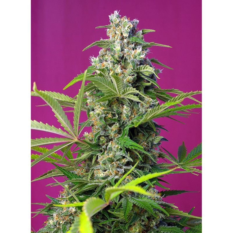 Gorilla Girl - Feminisée - Sweet Seeds - Graines de Collection Gorilla Girl - Feminisée - Sweet Seeds - Graines de Collection
