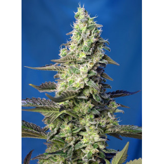 Green Poison XL - Autofloraison - Sweet Seeds