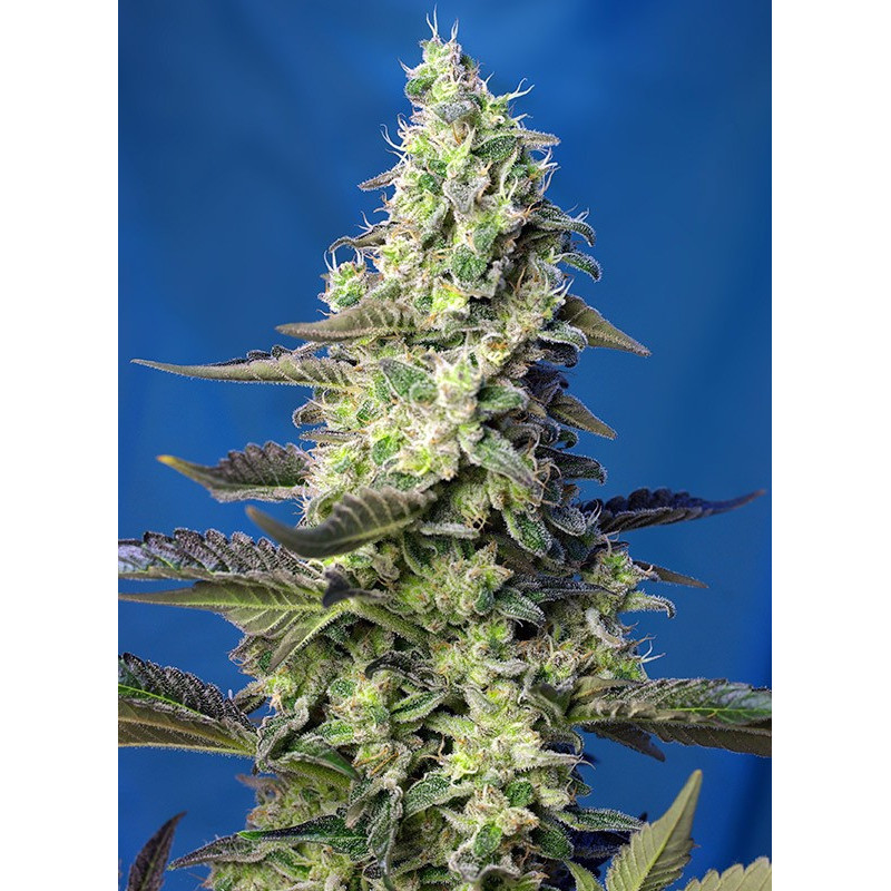 Green Poison XL Auto - Sweet Seeds - Graines de Collection Green Poison XL Auto - Sweet Seeds - Graines de Collection