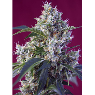 Indigo Berry Kush - Féminisée - Sweet Seeds