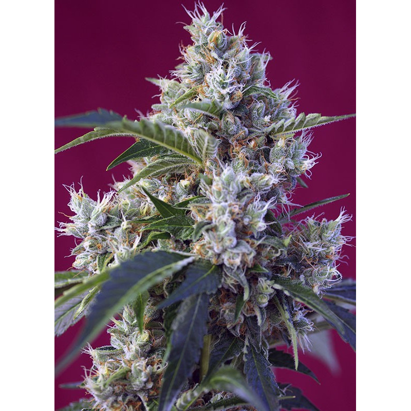 Indigo Berry Kush - Féminisée - Sweet Seeds