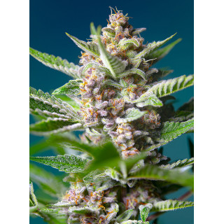 Purple Punch OG - Féminisée - Sweet Seeds
