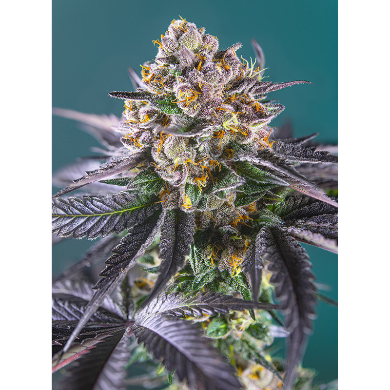 Red Strawberry Banana Auto - Sweet Seeds - Graines de Collection Red Strawberry Banana Auto - Sweet Seeds - Graines de Collection