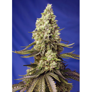 Runtz XL - Autofloraison - Sweet Seeds