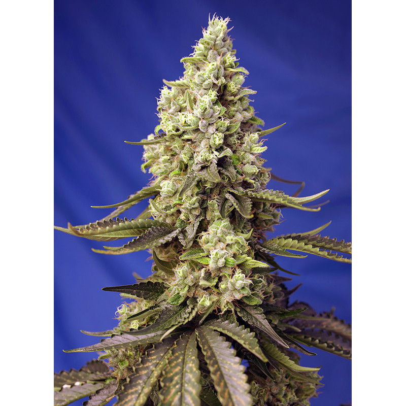 Runtz XL Auto - Sweet Seeds - Graines de Collection Runtz XL Auto - Sweet Seeds - Graines de Collection