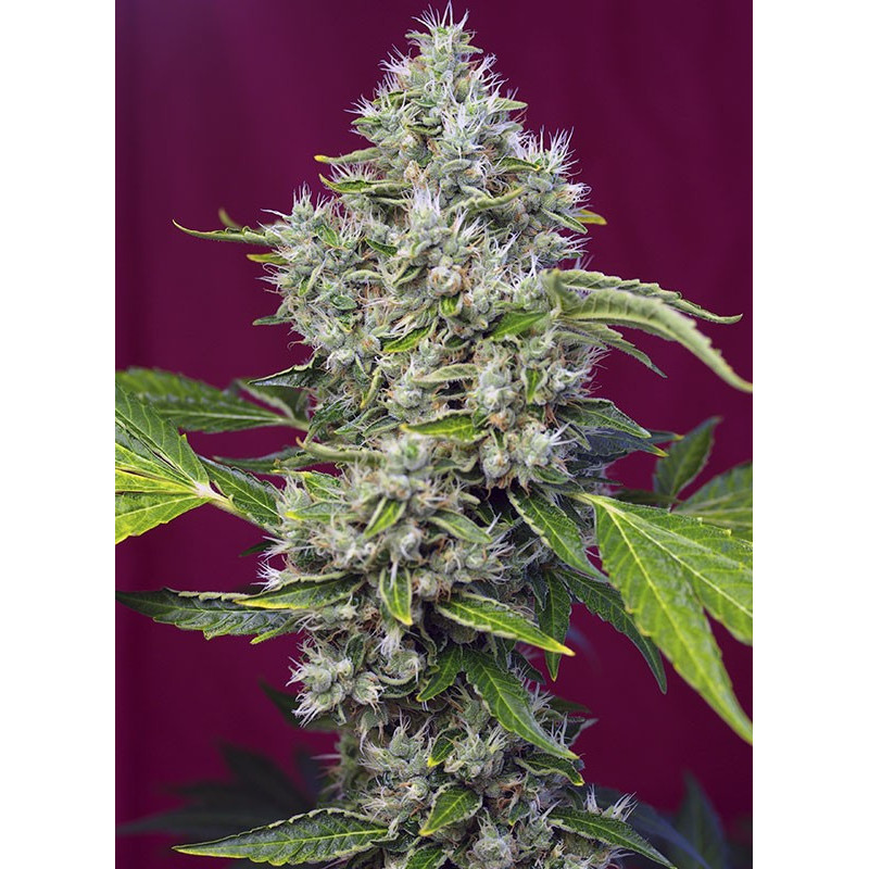 San Fernando Lemon Kush - Féminisée - Sweet Seeds - Graines de Collection San Fernando Lemon Kush - Féminisée - Sweet Seeds - Graines de Collection