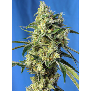 Sweet Amnesia Haze - Féminisée - Sweet Seeds