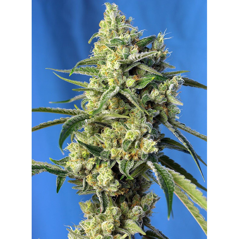 Sweet Amnesia Haze - Féminisée - Sweet Seeds