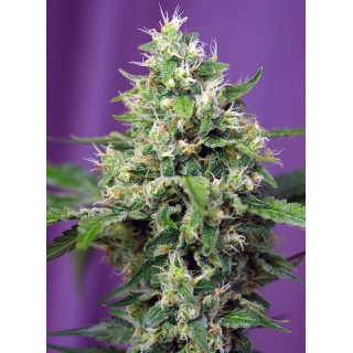 Sweet Amnesia Haze XL - Autofloraison - Sweet Seeds