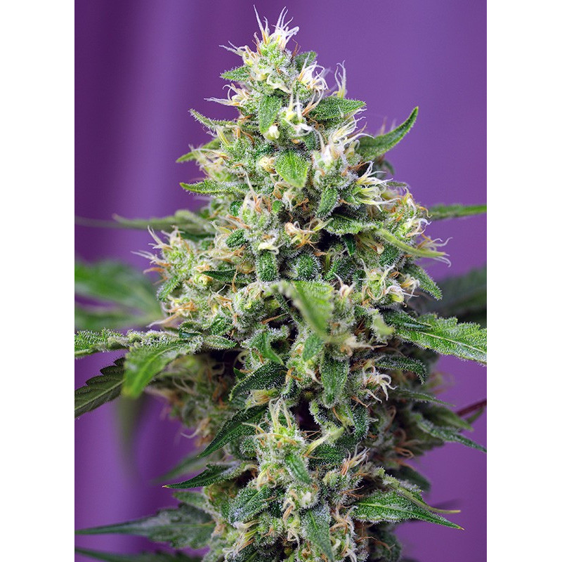 Sweet Amnesia Haze XL - Autofloraison - Sweet Seeds