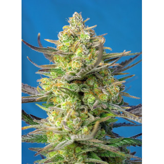 Sweet Cheese XL - Autofloraison - Sweet Seeds