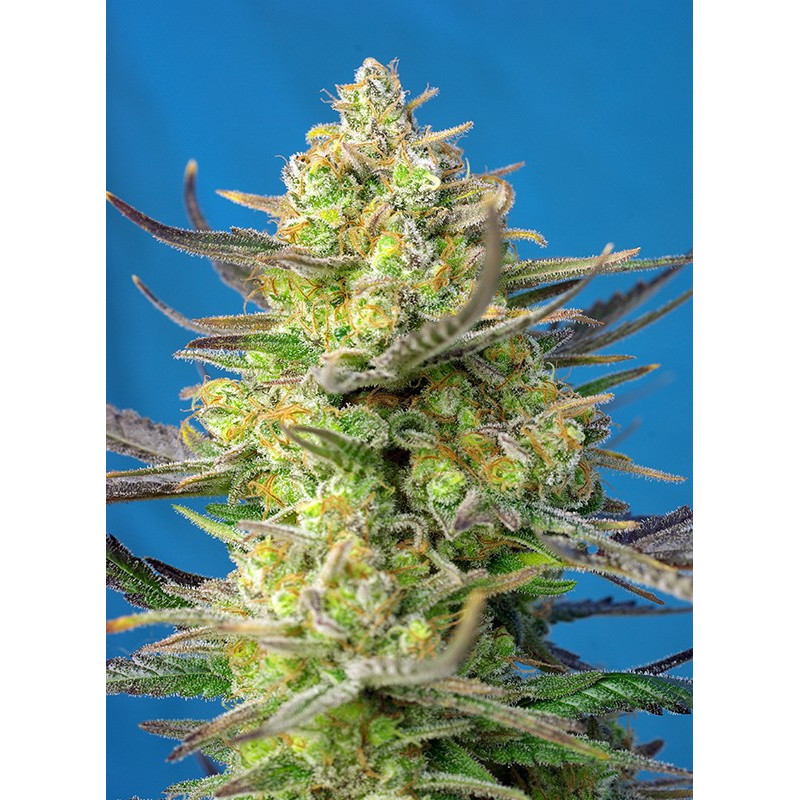 Sweet Cheese XL - Autofloraison - Sweet Seeds