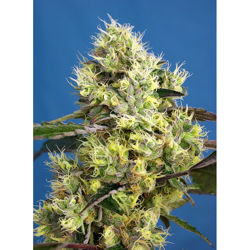 Sweet Gelato - Autofloraison - Sweet Seeds